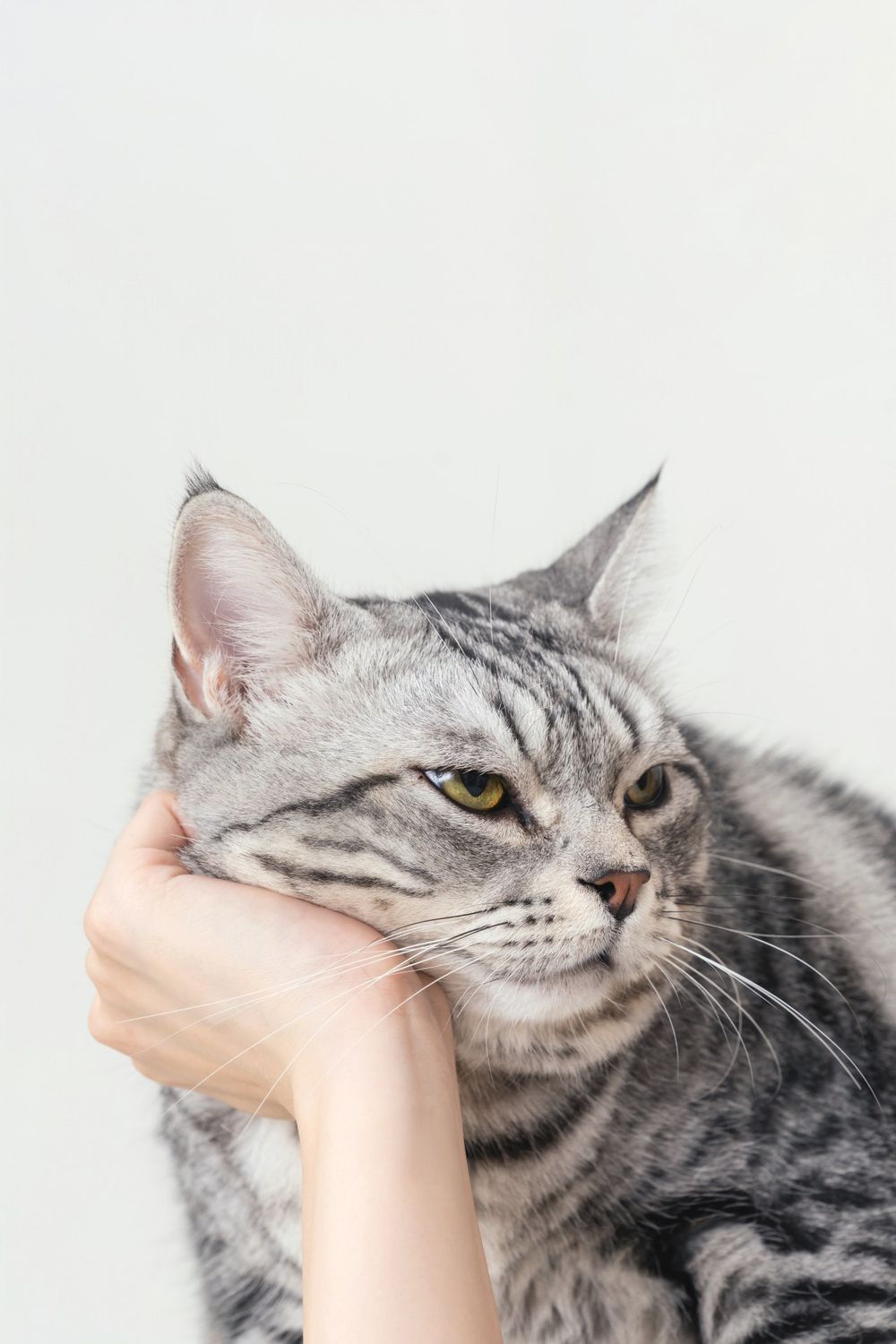 從浪LIVE直播到球場，「樂天音樂才女」黃禹菡和三隻小室友的甜蜜大直擊！-13