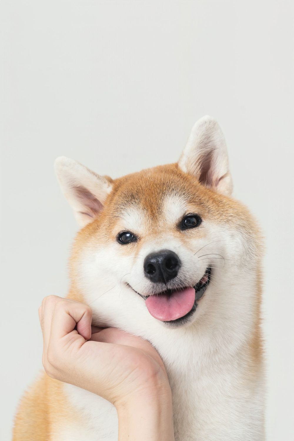 從浪LIVE直播到球場，「樂天音樂才女」黃禹菡和三隻小室友的甜蜜大直擊！-4