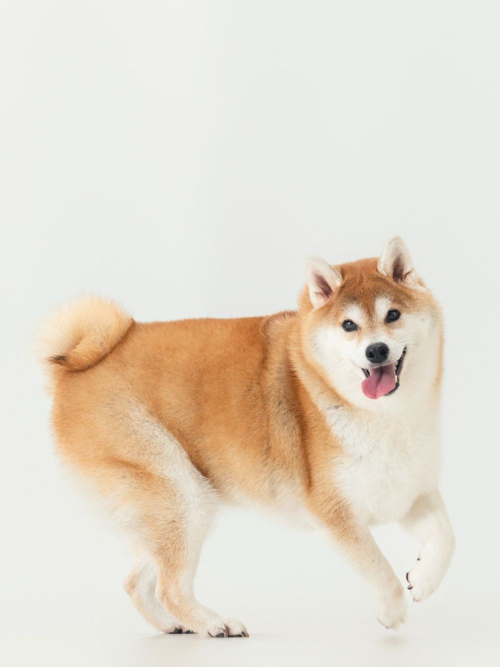 從浪LIVE直播到球場，「樂天音樂才女」黃禹菡和三隻小室友的甜蜜大直擊！-3