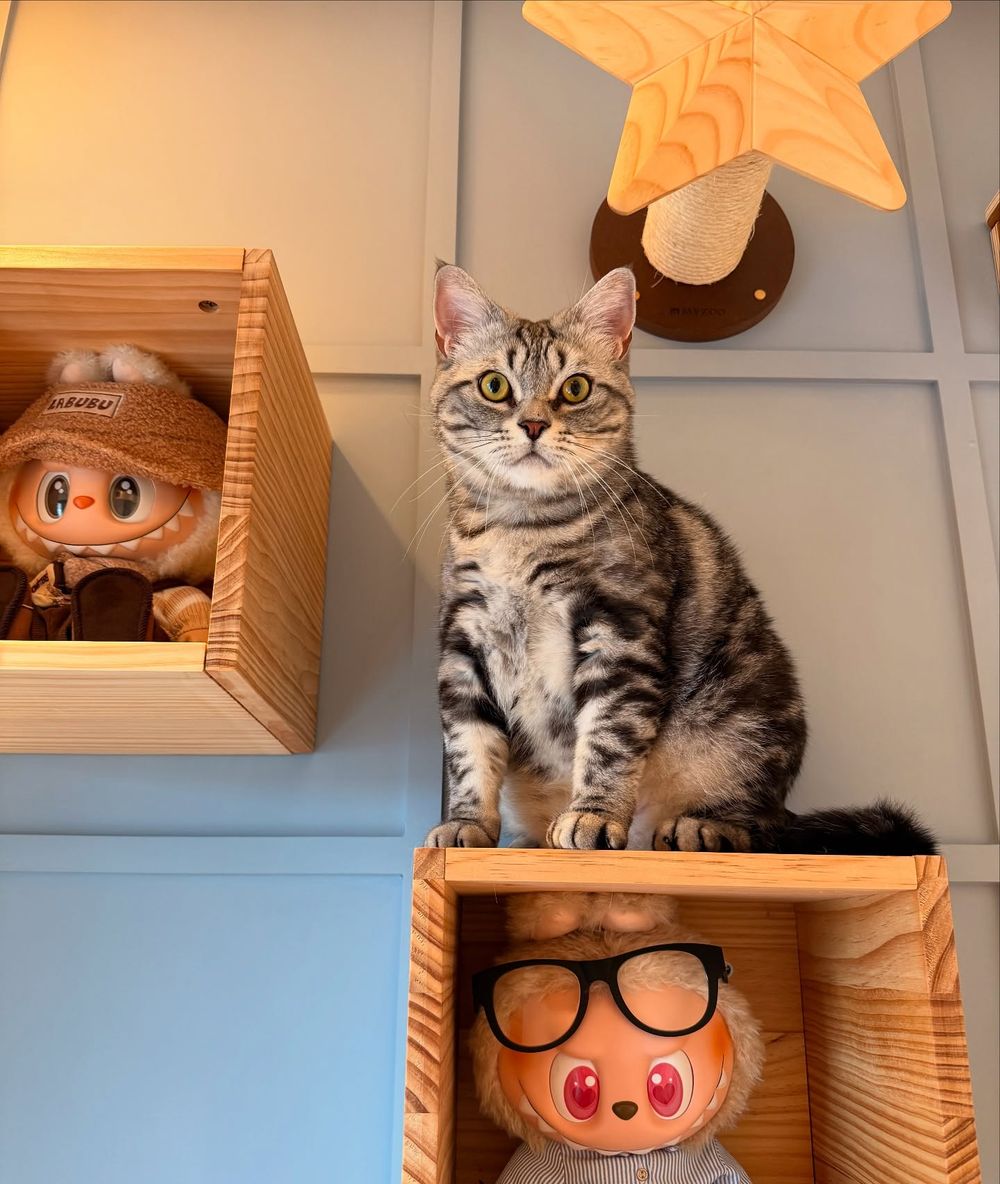 從浪LIVE直播到球場，「樂天音樂才女」黃禹菡和三隻小室友的甜蜜大直擊！-15