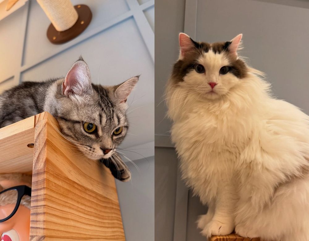 從浪LIVE直播到球場，「樂天音樂才女」黃禹菡和三隻小室友的甜蜜大直擊！-9