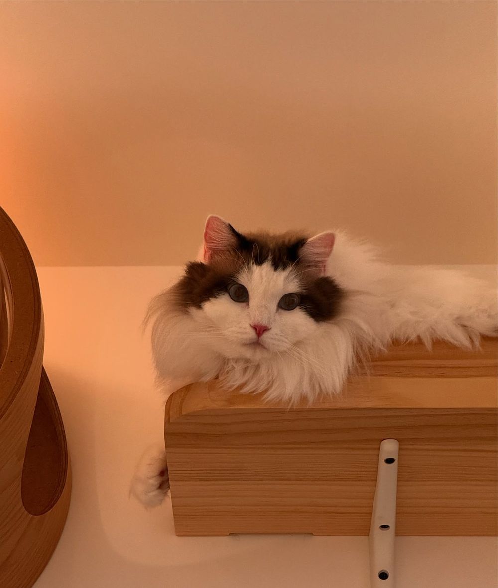 從浪LIVE直播到球場，「樂天音樂才女」黃禹菡和三隻小室友的甜蜜大直擊！-17