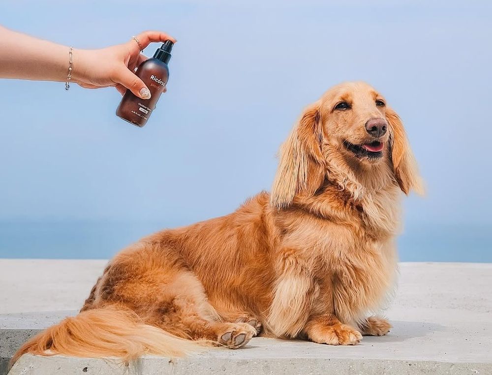 寵物界的Aesop！韓國頂級純素寵物保養Ricorso，給毛孩的第一款精品級呵護、貓狗日常直接升級一個檔次！-2