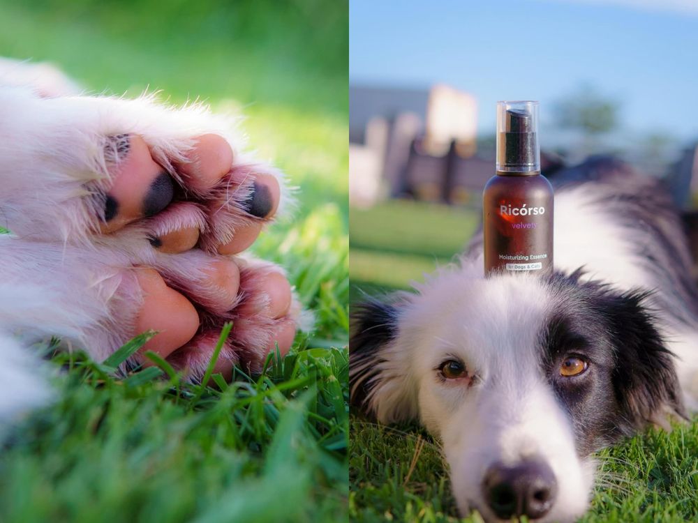 寵物界的Aesop！韓國頂級純素寵物保養Ricorso，給毛孩的第一款精品級呵護、貓狗日常直接升級一個檔次！-4