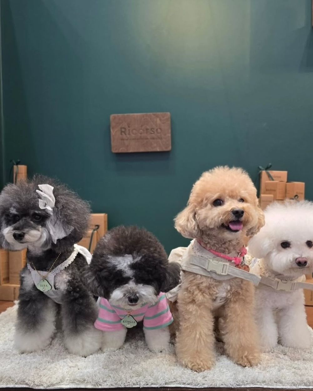 寵物界的Aesop！韓國頂級純素寵物保養Ricorso，給毛孩的第一款精品級呵護、貓狗日常直接升級一個檔次！-6