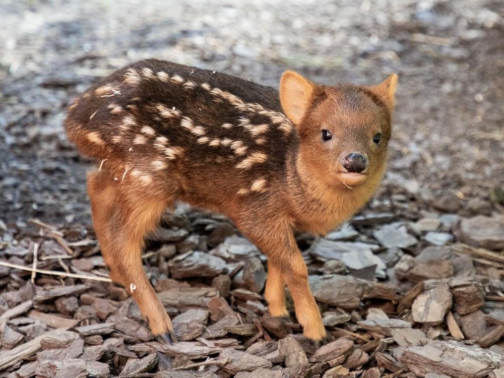 網熱議6位擁有「特殊動物相」韓國偶像！鉉辰、申惟撞臉雪貂超萌，玧我「豹相」氣場全開！-14