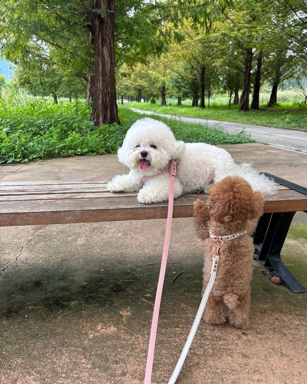 毛孩肉墊保養須知！肉球的功能＋三個主人必知養護重點，乾裂粗糙不見、輕鬆守護貓狗的粉嫩嫩肉球！-6