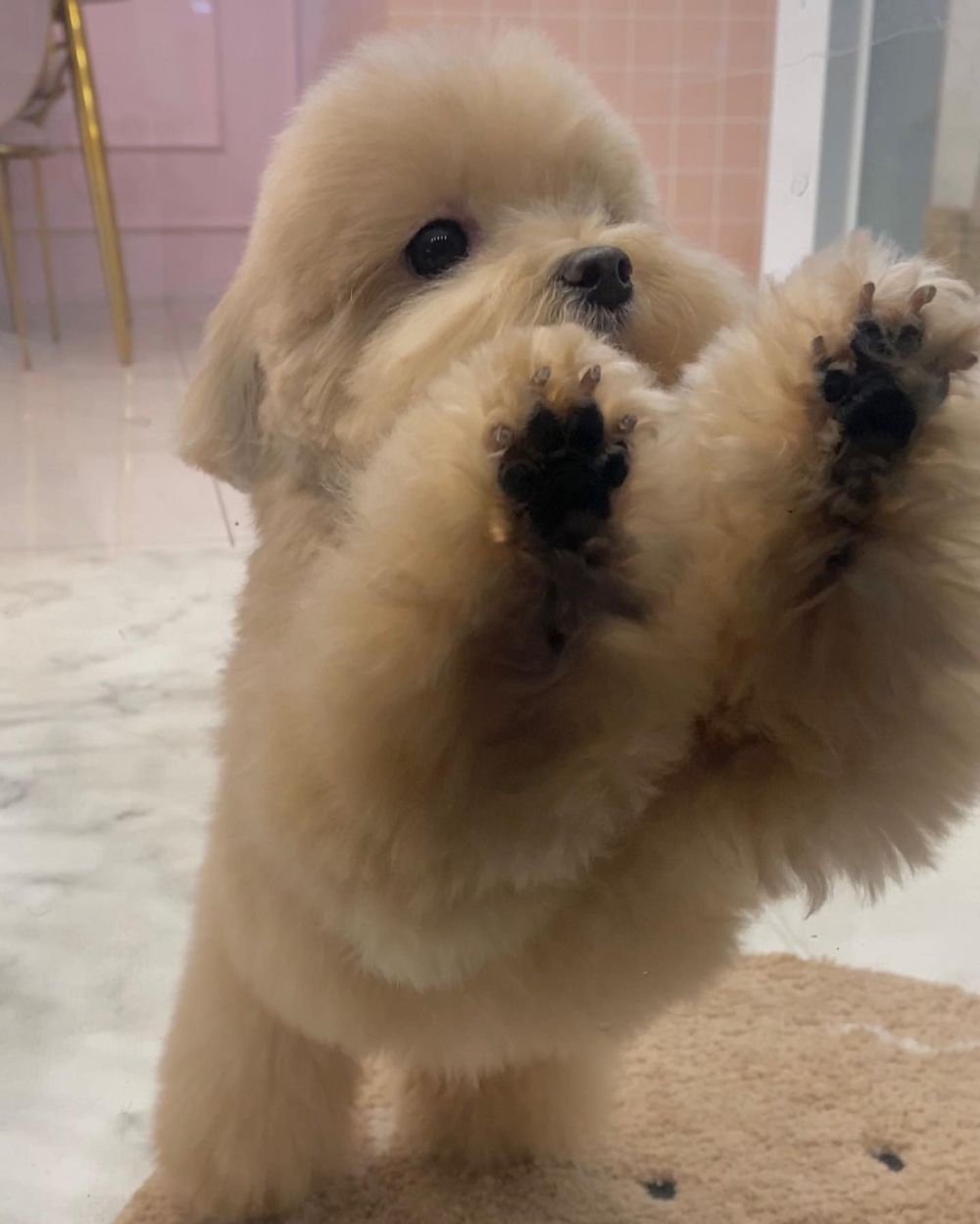 毛孩肉墊保養須知！肉球的功能＋三個主人必知養護重點，乾裂粗糙不見、輕鬆守護貓狗的粉嫩嫩肉球！-8