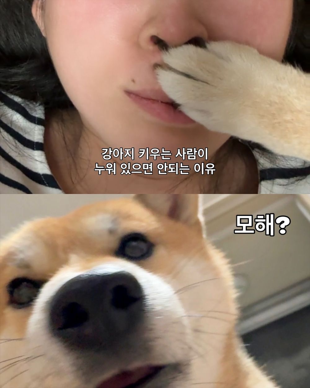 毛孩肉墊保養須知！肉球的功能＋三個主人必知養護重點，乾裂粗糙不見、輕鬆守護貓狗的粉嫩嫩肉球！-10