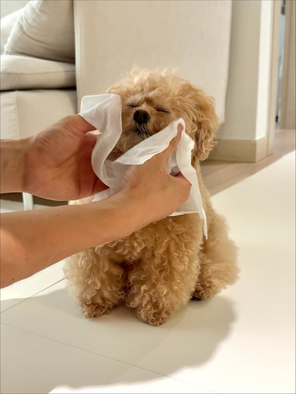 毛孩肉墊保養須知！肉球的功能＋三個主人必知養護重點，乾裂粗糙不見、輕鬆守護貓狗的粉嫩嫩肉球！-9