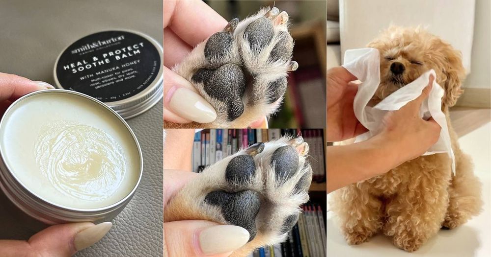 毛孩肉墊保養須知！肉球的功能＋三個主人必知養護重點，乾裂粗糙不見、輕鬆守護貓狗的粉嫩嫩肉球！-1