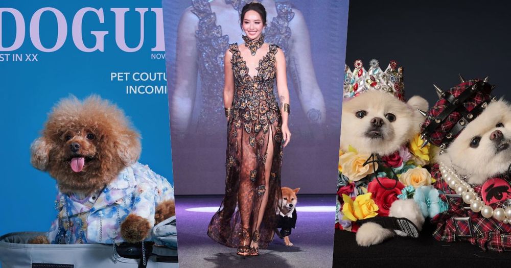 萌度炸裂！臺北萌寵時裝週登場！薔薔豹紋性感亮相、多隻浪浪變身T台小模...可愛爆棚！-1