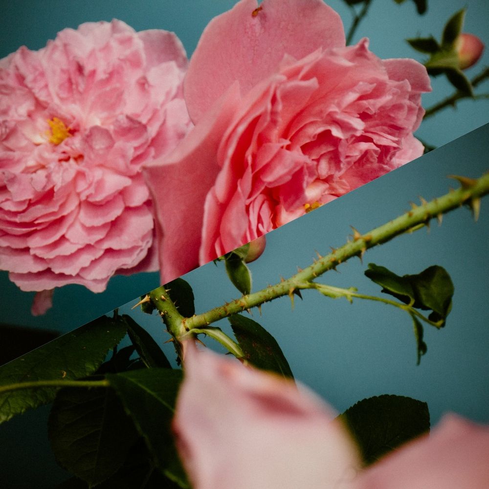 顛覆玫瑰調香氛的印象！PERFUMER H「玫瑰與昆蟲」嬌柔花香融入辛香木質調，充滿自信迷人魅力、噴它準沒錯！-8