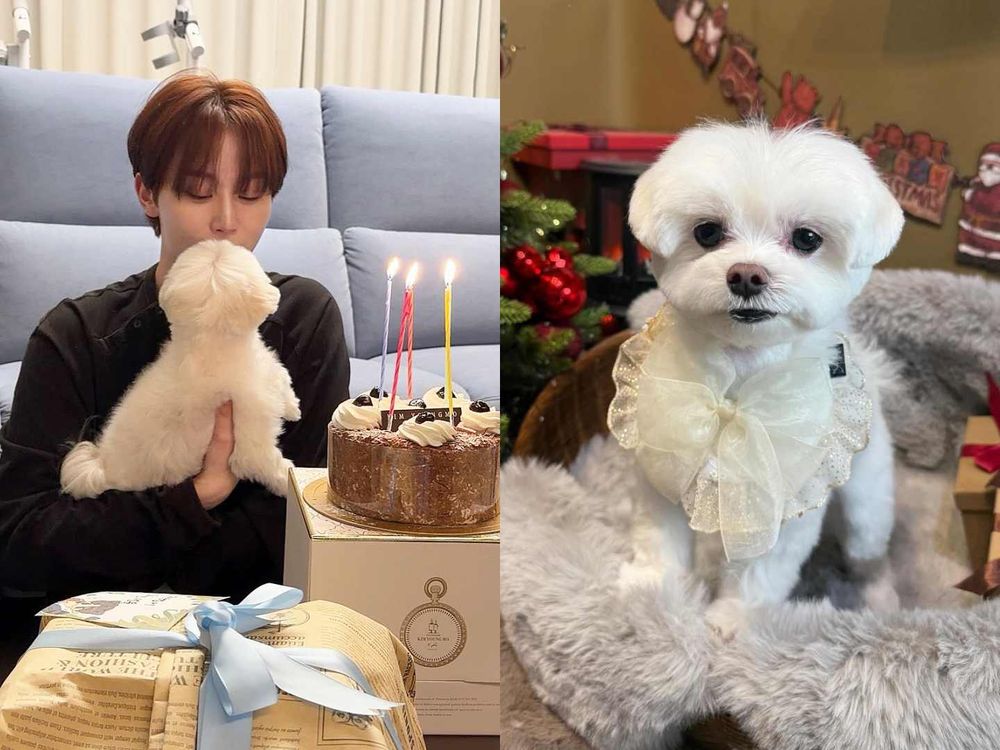 不只主人會穿！韓星「寵物造型」太狂！Rosé愛犬登雜誌封面、GD愛貓Zoa更是自己賺罐罐！-6