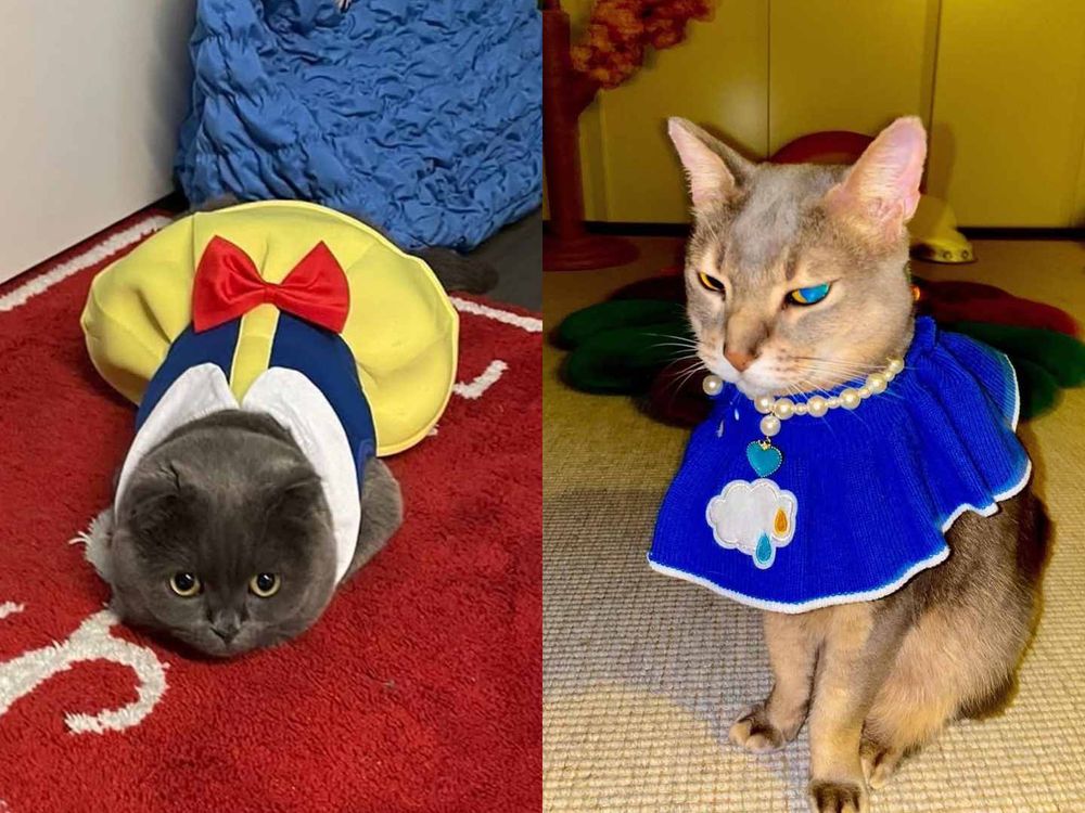 不只主人會穿！韓星「寵物造型」太狂！Rosé愛犬登雜誌封面、GD愛貓Zoa更是自己賺罐罐！-3