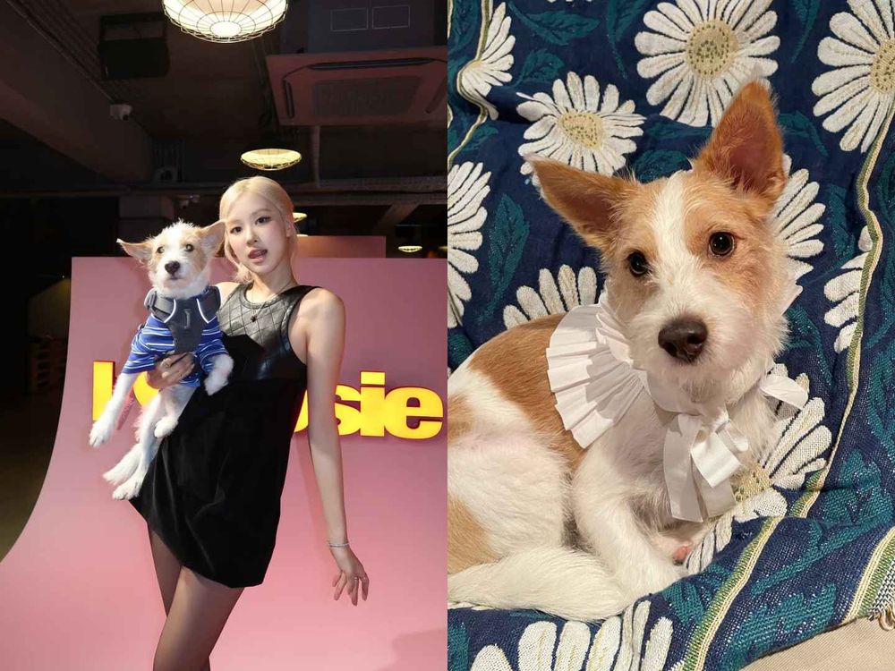不只主人會穿！韓星「寵物造型」太狂！Rosé愛犬登雜誌封面、GD愛貓Zoa更是自己賺罐罐！-4
