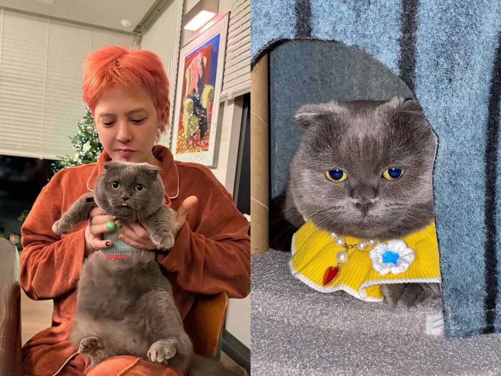 不只主人會穿！韓星「寵物造型」太狂！Rosé愛犬登雜誌封面、GD愛貓Zoa更是自己賺罐罐！-2