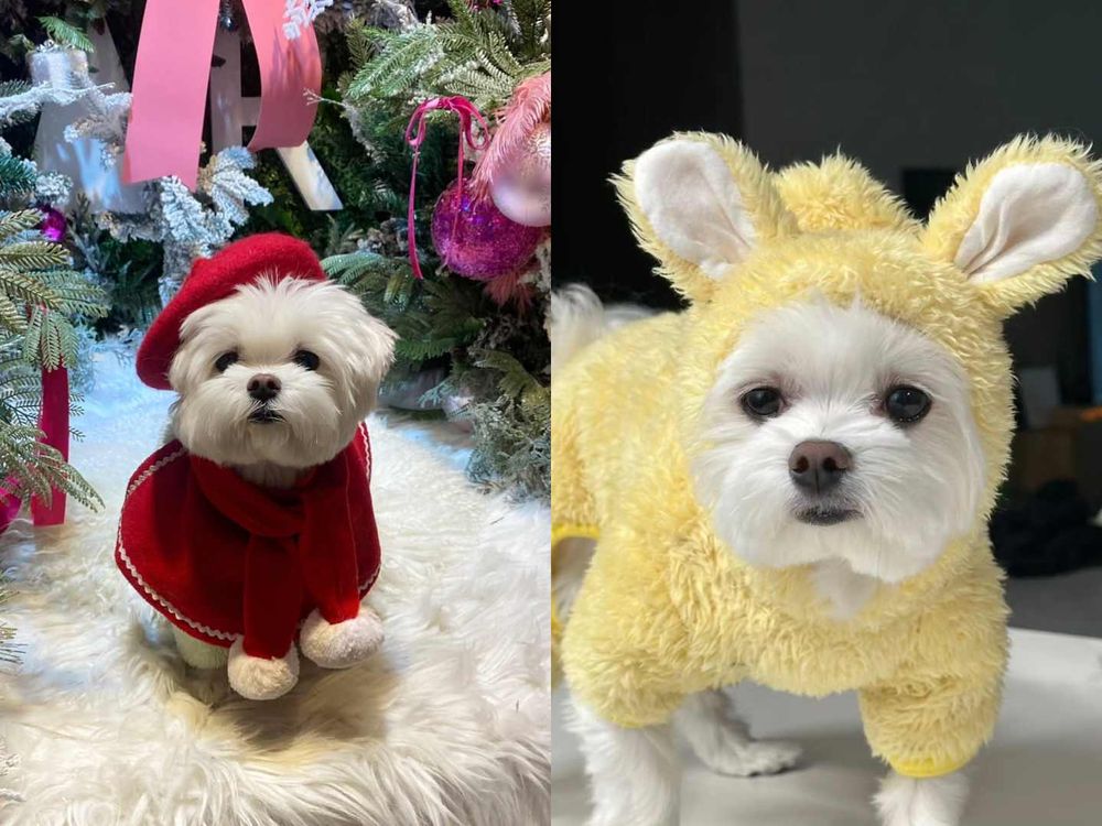 不只主人會穿！韓星「寵物造型」太狂！Rosé愛犬登雜誌封面、GD愛貓Zoa更是自己賺罐罐！-11