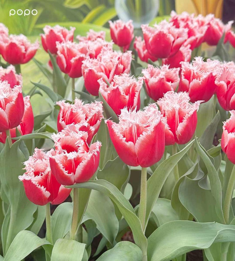 2026春季雙北必去活動懶人包！士林官邸鬱金香展美翻、2026台北蚤之市太好逛！-2