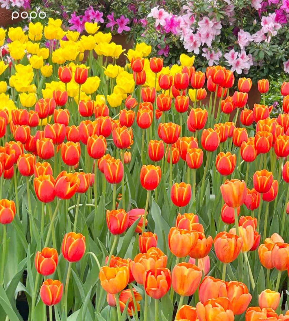 2026春季雙北必去活動懶人包！士林官邸鬱金香展美翻、2026台北蚤之市太好逛！-3