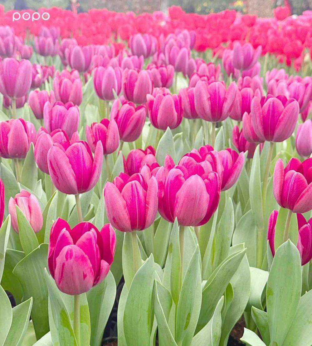 2026春季雙北必去活動懶人包！士林官邸鬱金香展美翻、2026台北蚤之市太好逛！-4