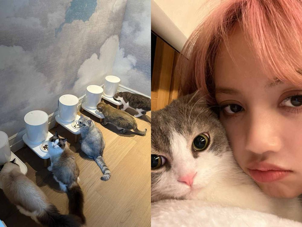 韓星「好髮質」毛孩盤點！Jennie博美Kuma、Rosé愛犬Hank、宋慧喬比熊Ruby，寵物亮毛＆肌膚保健品推薦！-12