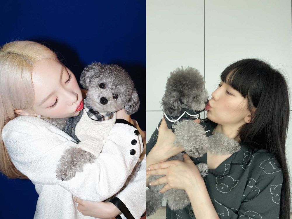 韓星「好髮質」毛孩盤點！Jennie博美Kuma、Rosé愛犬Hank、宋慧喬比熊Ruby，寵物亮毛＆肌膚保健品推薦！-9