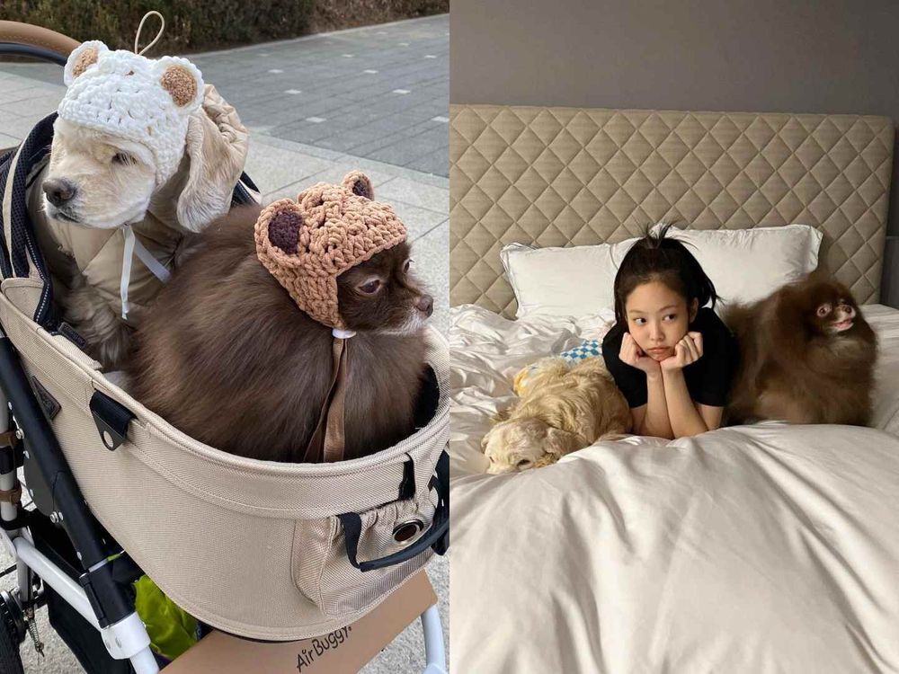 韓星「好髮質」毛孩盤點！Jennie博美Kuma、Rosé愛犬Hank、宋慧喬比熊Ruby，寵物亮毛＆肌膚保健品推薦！-14