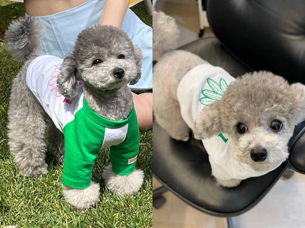 韓星「好髮質」毛孩盤點！Jennie博美Kuma、Rosé愛犬Hank、宋慧喬比熊Ruby，寵物亮毛＆肌膚保健品推薦！-10