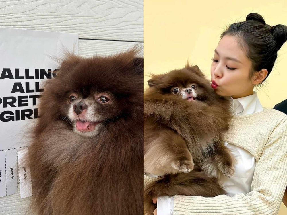韓星「好髮質」毛孩盤點！Jennie博美Kuma、Rosé愛犬Hank、宋慧喬比熊Ruby，寵物亮毛＆肌膚保健品推薦！-13