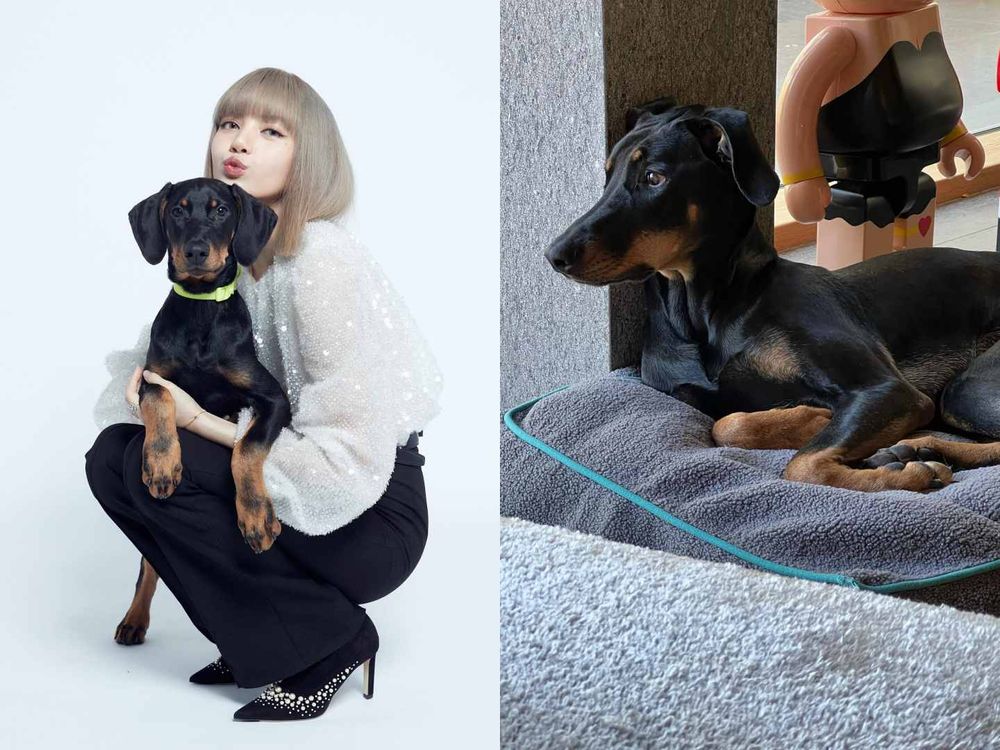 韓星「好髮質」毛孩盤點！Jennie博美Kuma、Rosé愛犬Hank、宋慧喬比熊Ruby，寵物亮毛＆肌膚保健品推薦！-11