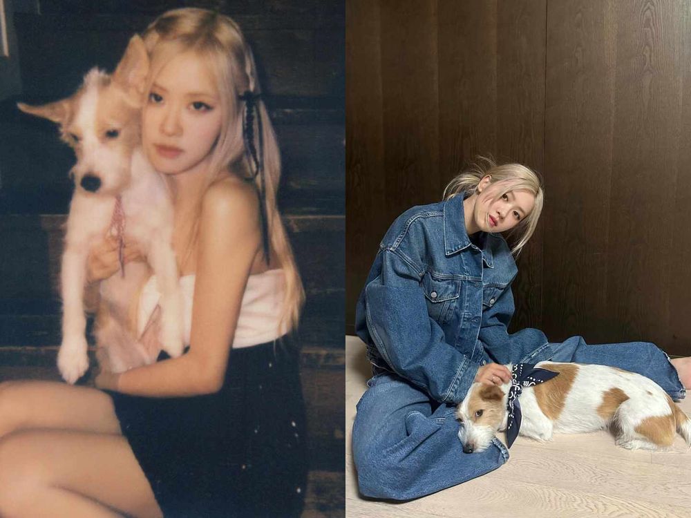 韓星「好髮質」毛孩盤點！Jennie博美Kuma、Rosé愛犬Hank、宋慧喬比熊Ruby，寵物亮毛＆肌膚保健品推薦！-16