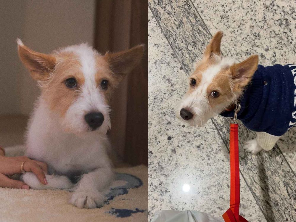 韓星「好髮質」毛孩盤點！Jennie博美Kuma、Rosé愛犬Hank、宋慧喬比熊Ruby，寵物亮毛＆肌膚保健品推薦！-15