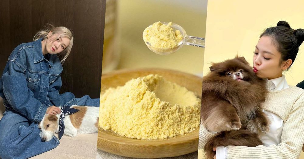 韓星「好髮質」毛孩盤點！Jennie博美Kuma、Rosé愛犬Hank、宋慧喬比熊Ruby，寵物亮毛＆肌膚保健品推薦！-1