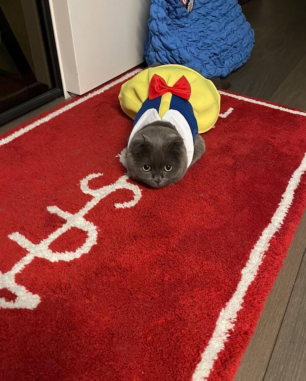 寵物界巨星！關於GD權志龍「愛貓ZOA＆IYE」的小秘密！名字合併還有可愛彩蛋？！-3