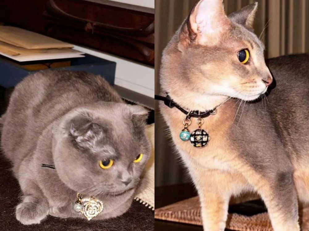 寵物界巨星！關於GD權志龍「愛貓ZOA＆IYE」的小秘密！名字合併還有可愛彩蛋？！-4