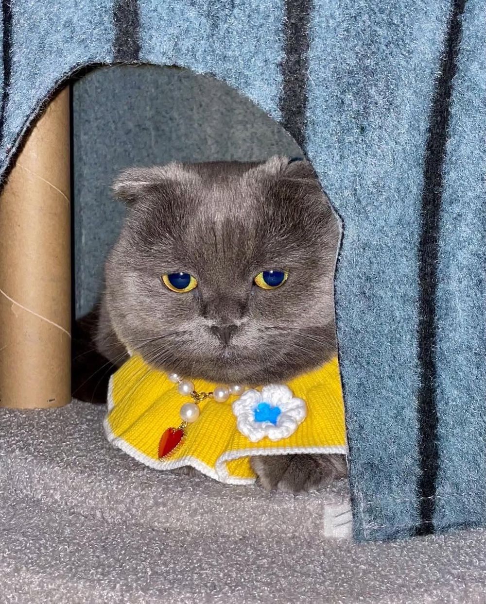 寵物界巨星！關於GD權志龍「愛貓ZOA＆IYE」的小秘密！名字合併還有可愛彩蛋？！-9