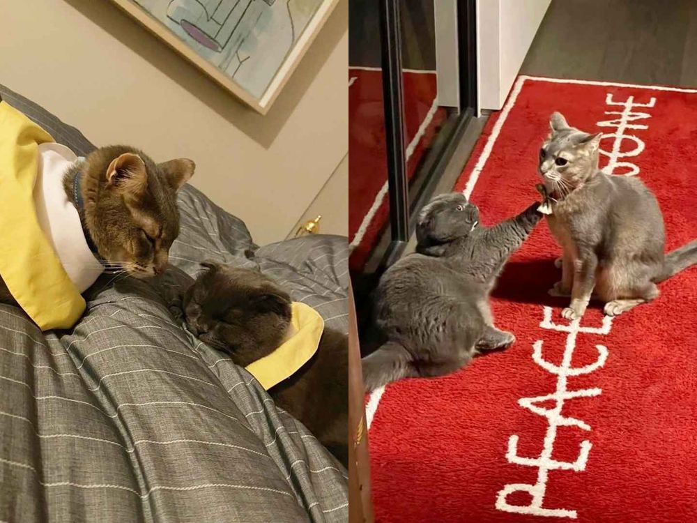 寵物界巨星！關於GD權志龍「愛貓ZOA＆IYE」的小秘密！名字合併還有可愛彩蛋？！-10