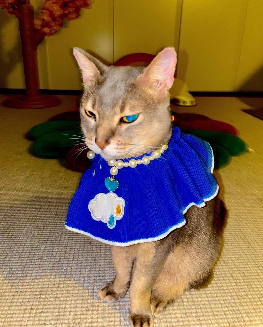 寵物界巨星！關於GD權志龍「愛貓ZOA＆IYE」的小秘密！名字合併還有可愛彩蛋？！-12