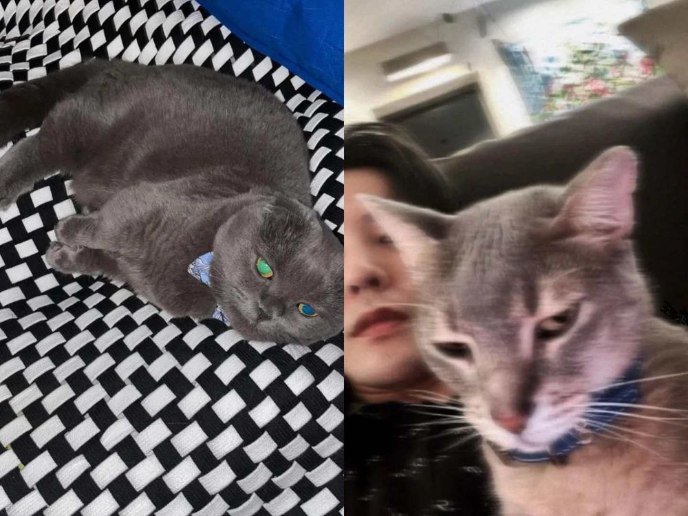 寵物界巨星！關於GD權志龍「愛貓ZOA＆IYE」的小秘密！名字合併還有可愛彩蛋？！-13