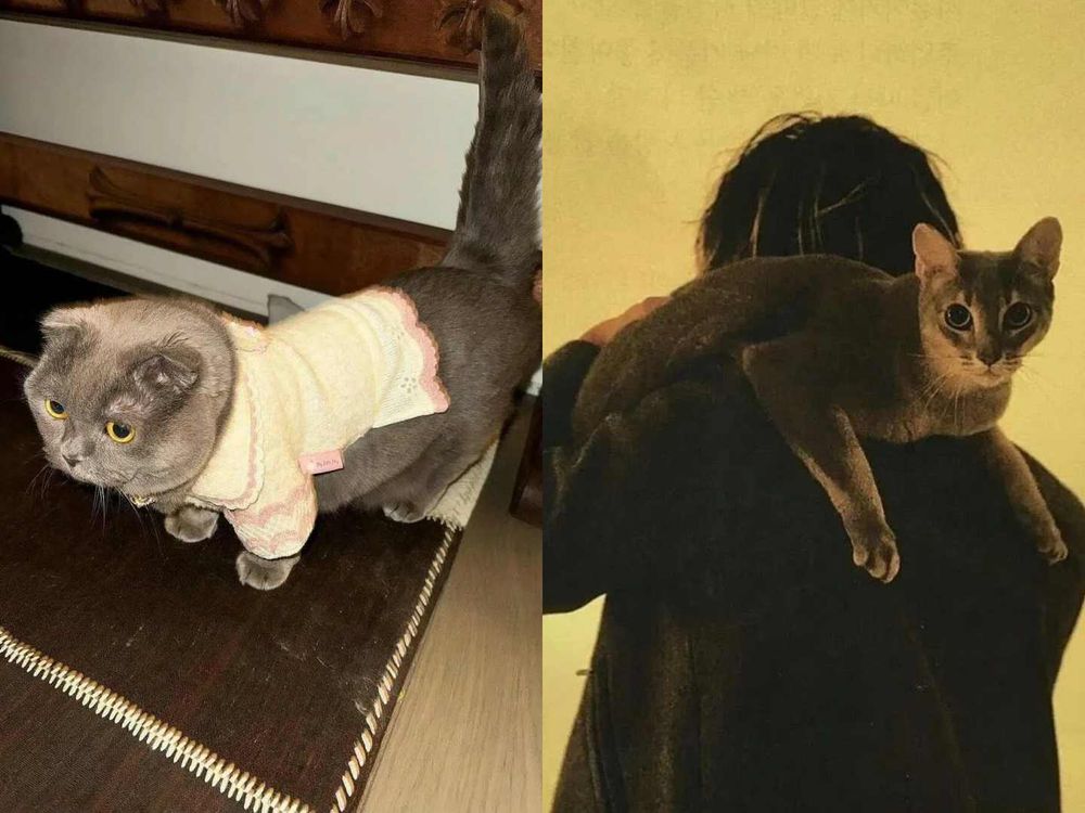 寵物界巨星！關於GD權志龍「愛貓ZOA＆IYE」的小秘密！名字合併還有可愛彩蛋？！-14