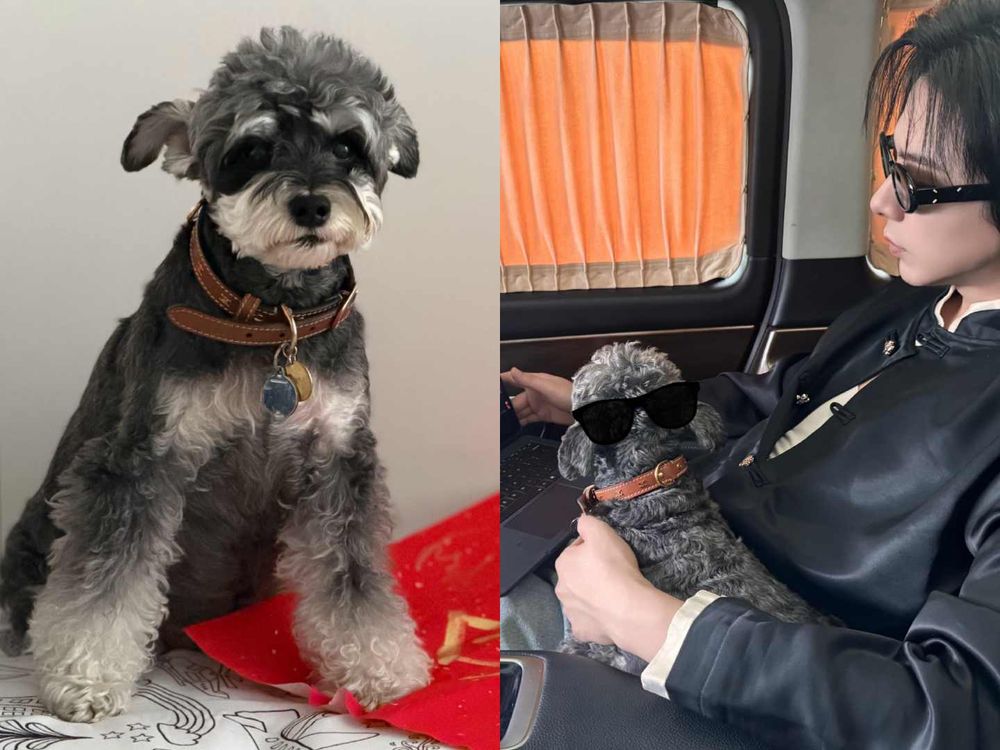 盤點陸劇頂流明星「神祕室友」！劉宇寧親寫詞曲寵溺、田曦薇抱巨貓上班、侯明昊胖柴不離身，私下根本全是卑微毛孩奴！-3