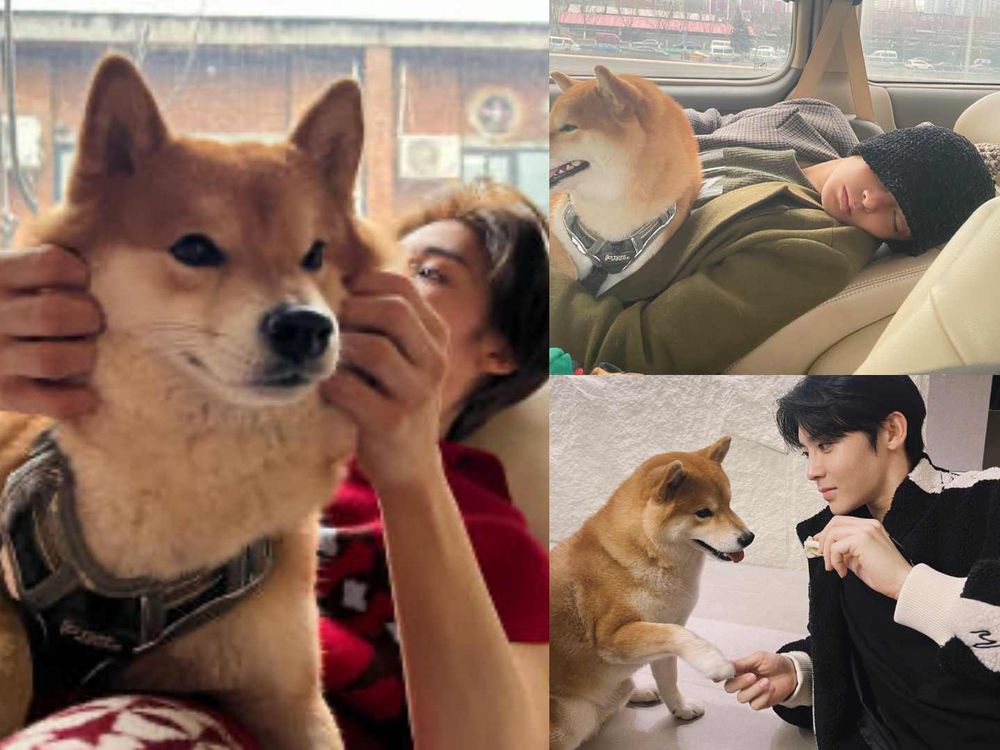 盤點陸劇頂流明星「神祕室友」！劉宇寧親寫詞曲寵溺、田曦薇抱巨貓上班、侯明昊胖柴不離身，私下根本全是卑微毛孩奴！-6