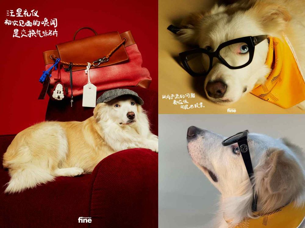 盤點陸劇頂流明星「神祕室友」！劉宇寧親寫詞曲寵溺、田曦薇抱巨貓上班、侯明昊胖柴不離身，私下根本全是卑微毛孩奴！-8