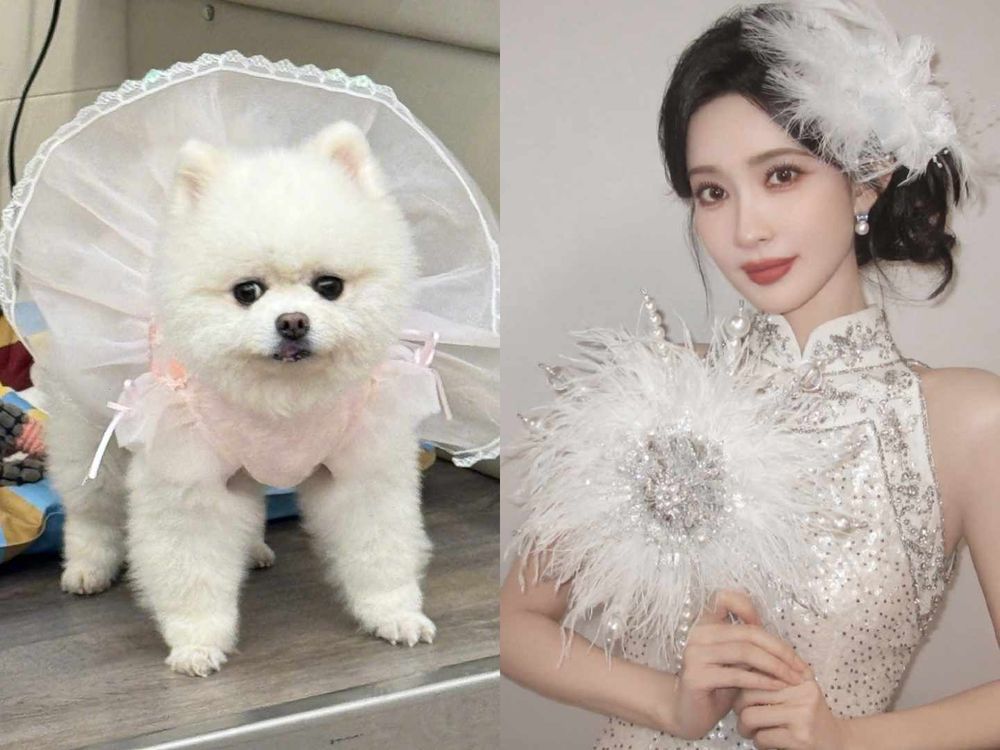 盤點陸劇頂流明星「神祕室友」！劉宇寧親寫詞曲寵溺、田曦薇抱巨貓上班、侯明昊胖柴不離身，私下根本全是卑微毛孩奴！-15