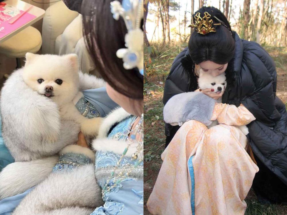 盤點陸劇頂流明星「神祕室友」！劉宇寧親寫詞曲寵溺、田曦薇抱巨貓上班、侯明昊胖柴不離身，私下根本全是卑微毛孩奴！-16