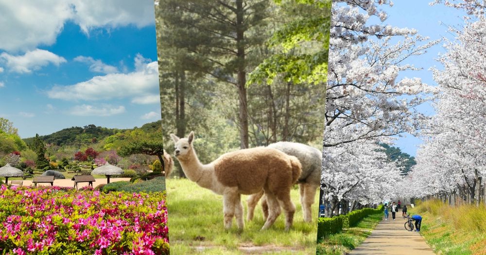 2026春季6大韓國旅遊景點推薦！江陵鏡浦湖櫻花海美翻天、首爾近郊跟羊駝近距離接觸太療癒！-1