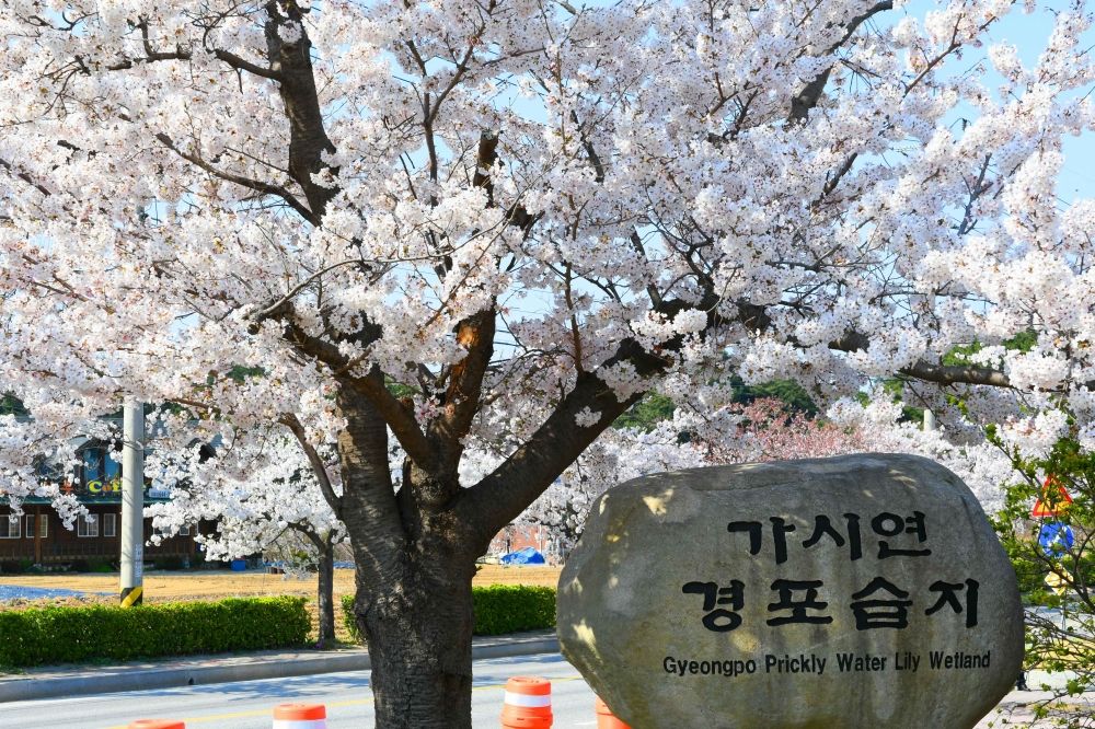 2026春季6大韓國旅遊景點推薦！江陵鏡浦湖櫻花海美翻天、首爾近郊跟羊駝近距離接觸太療癒！-2