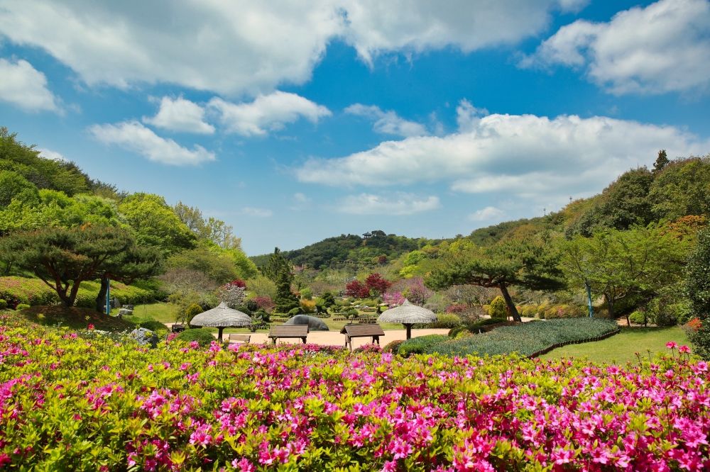 2026春季6大韓國旅遊景點推薦！江陵鏡浦湖櫻花海美翻天、首爾近郊跟羊駝近距離接觸太療癒！-7