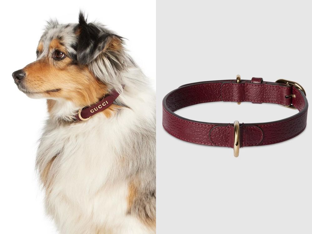 毛孩行頭比我還貴！8款奢華「精品寵物配件」推薦！LV蝴蝶結、GUCCI頸圈萌到爆、CELINE狗玩具擺著都好看！-7
